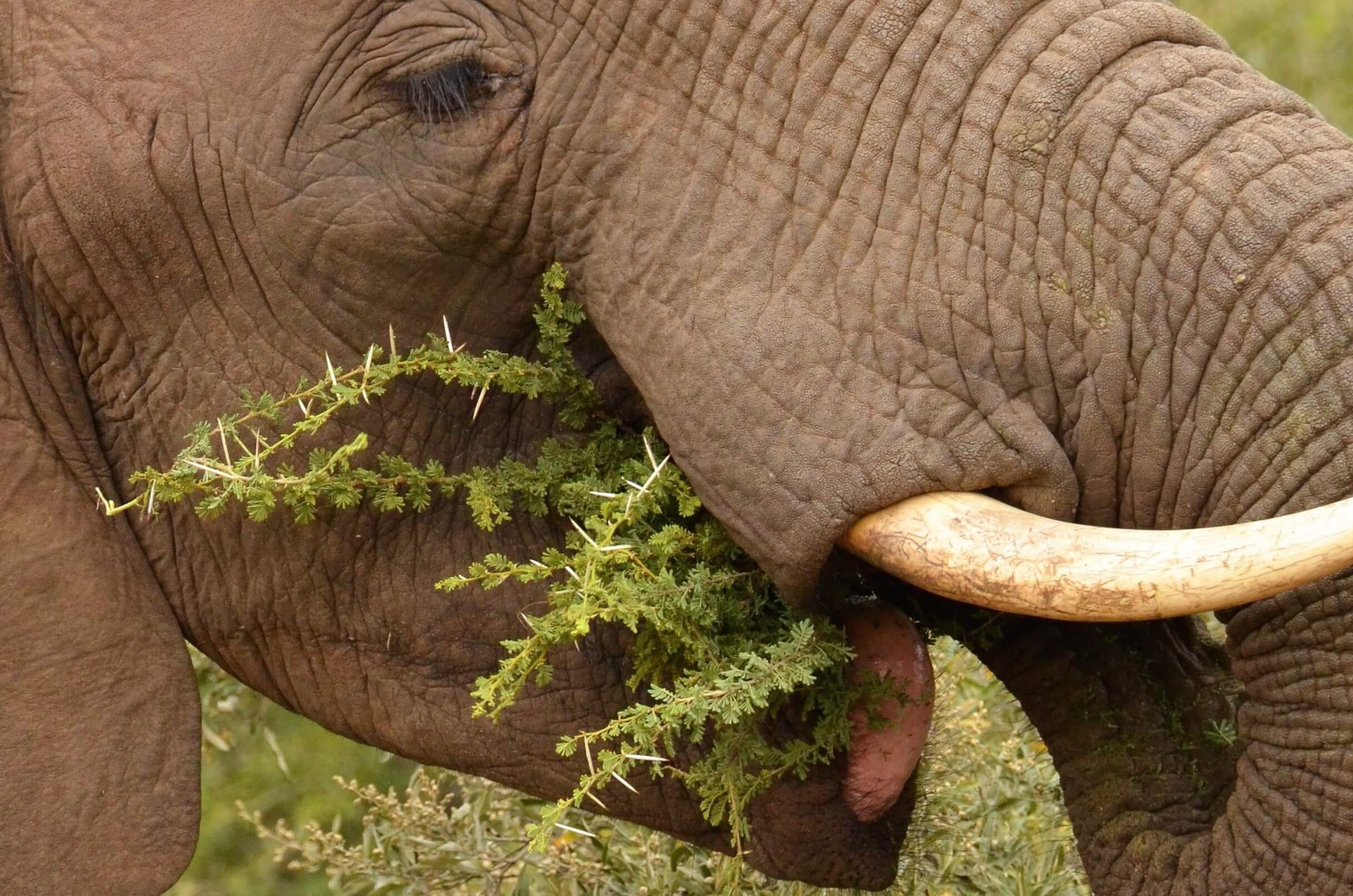 Uitdagingen en successen van olifanten in Malawi 1 2 Travel Africa