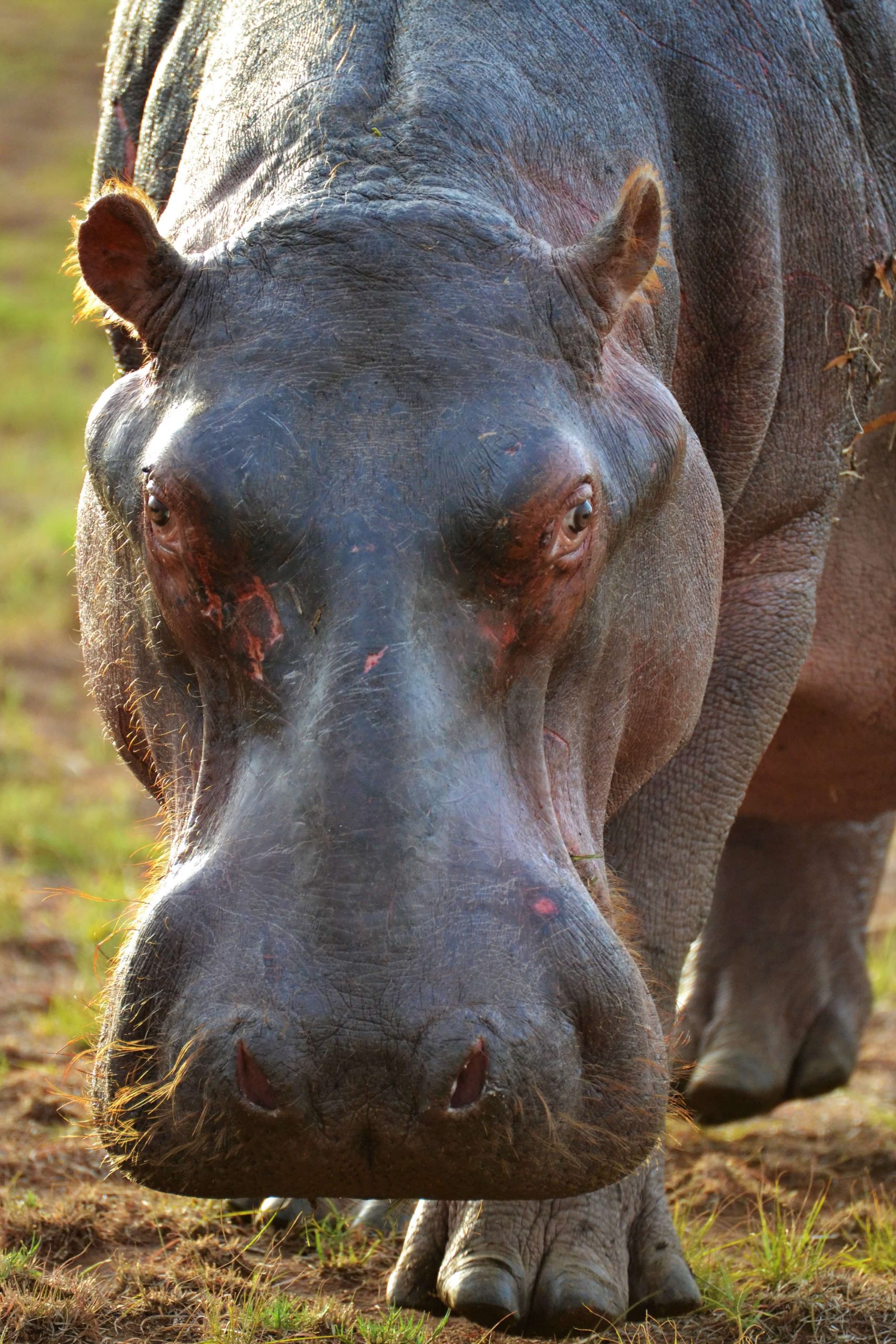 Nijlpaarden In Malawi; Vegetariërs Met Een Grote Mond | 1 2 Travel Africa